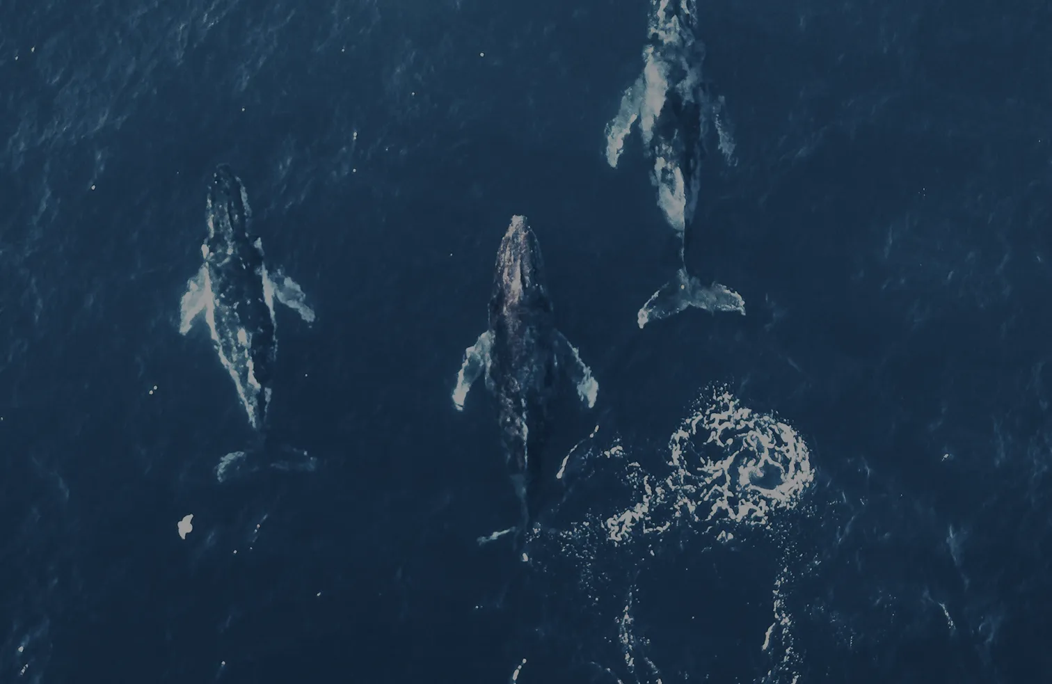 Comunidad en Chablé Yucatán